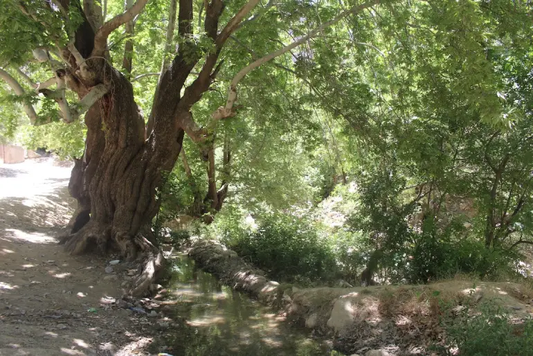 بهشت گمشده شیراز؛ طبیعتی محصور در دل کوهستان 17 بهشت گمشده شیراز در بهار و تابستان