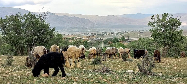 بهشت گمشده شیراز؛ طبیعتی محصور در دل کوهستان 24 پوشش گیاهی و جانوری بهشت گمشده شیراز