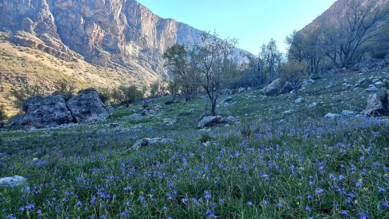 بهشت گمشده شیراز؛ طبیعتی محصور در دل کوهستان 23 پوشش گیاهی و جانوری بهشت گمشده شیراز