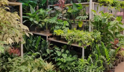 تاریخ نمایشگاه گل و گیاه محلات ۱۴۰۴