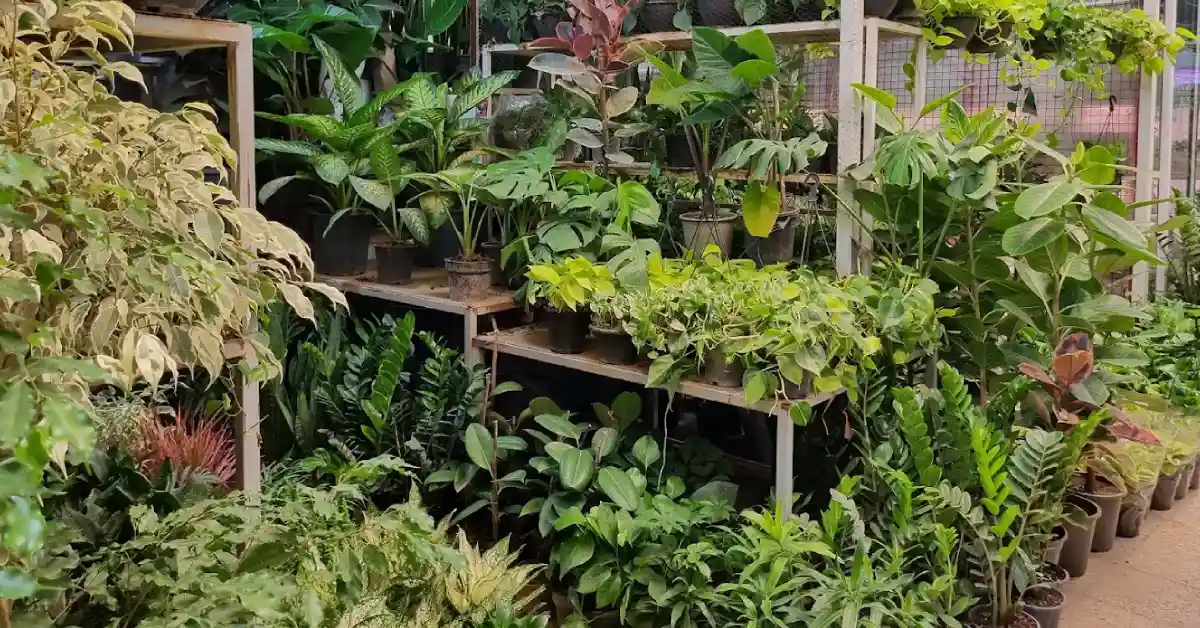 تاریخ نمایشگاه گل و گیاه محلات ۱۴۰۴
