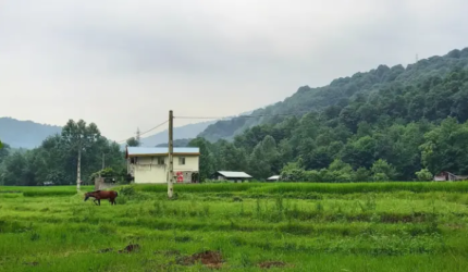 شیرگاه