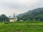 شیرگاه