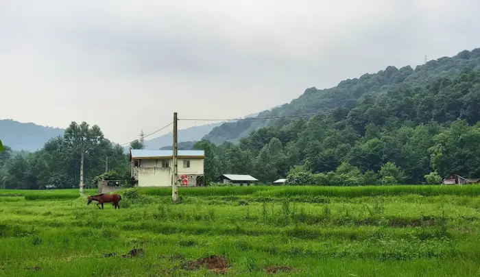 شیرگاه