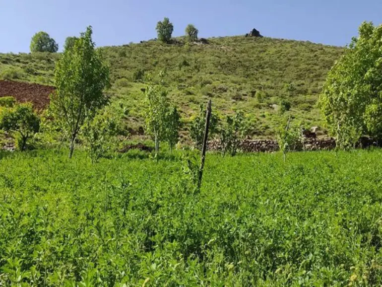 جاهای دیدنی بانه؛ از هیاهوی پاساژها تا سکوت کوهستان 22 تفرجگاه سورین