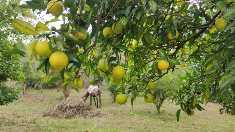 راهنمای سفر به شیرگاه؛ سبزترین شهر تاریخی در مازندران 26 روستای کلیج خیل