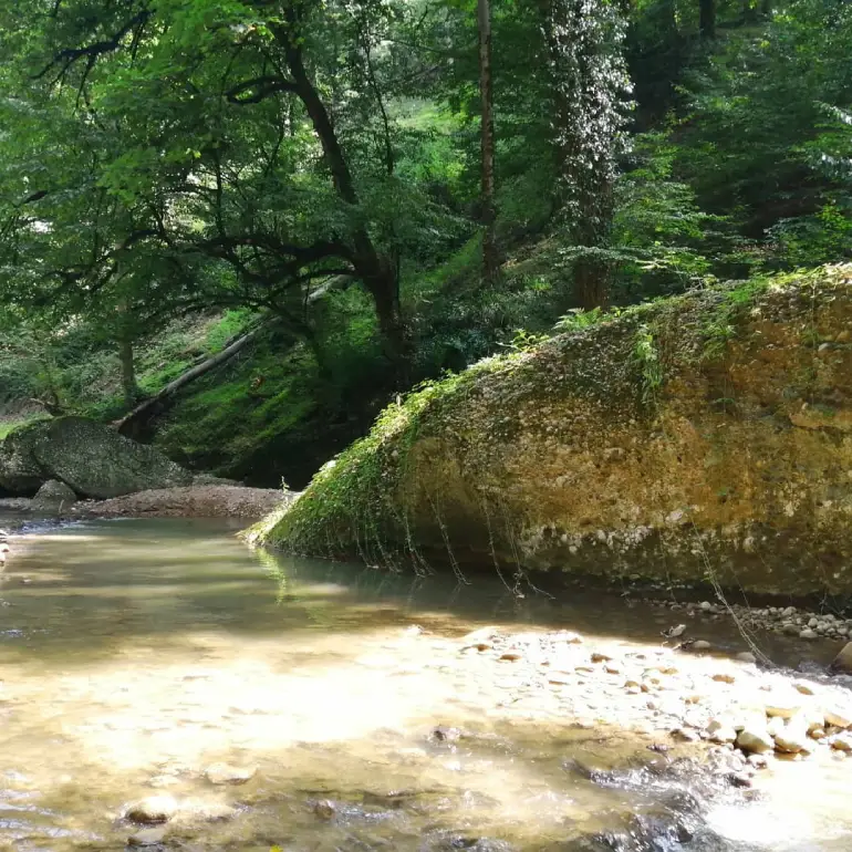 راهنمای سفر به شیرگاه؛ سبزترین شهر تاریخی در مازندران 15 روستای نارنج بن شیرگاه