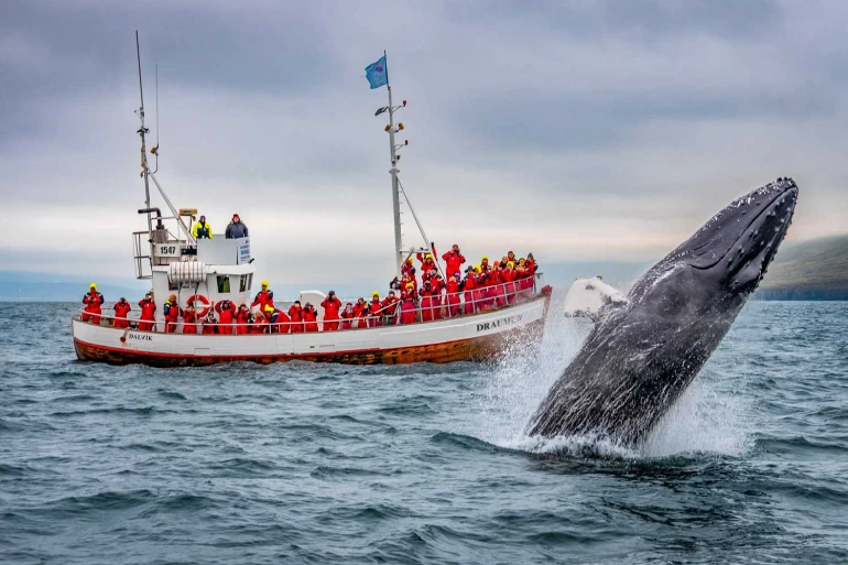 راهنمای سفر به ایسلند؛ سرزمین شفقهای قطبی و تالابهای یخی 31 تور تماشای شنای نهنگها (Whale Watching Tours)
