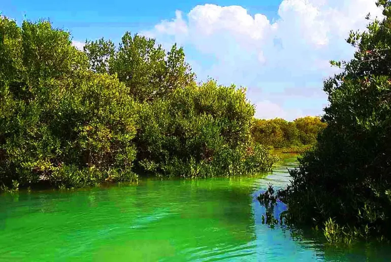 زیباترین جنگل های ایران که حتما باید یکبار آنها را ببینید 30 جنگل حرا
