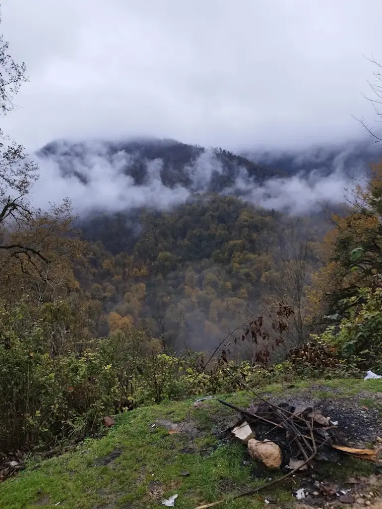 روستای لاویج مازندران؛ مقصدی بکر برای عاشقان آبگرم و طبیعت سبز 16 جنگل لاویج
