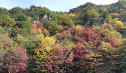 زیباترین جنگل های ایران