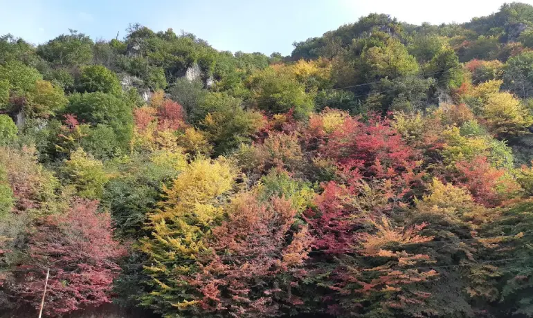 زیباترین جنگل های ایران