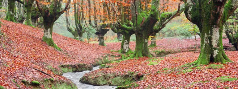 جنگل اوتزارتا