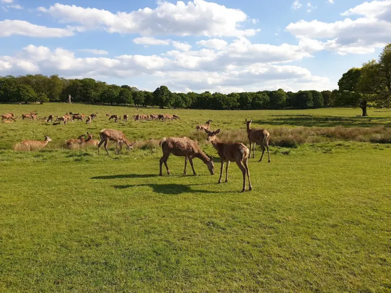 پارک ریچموند (Richmond Park)