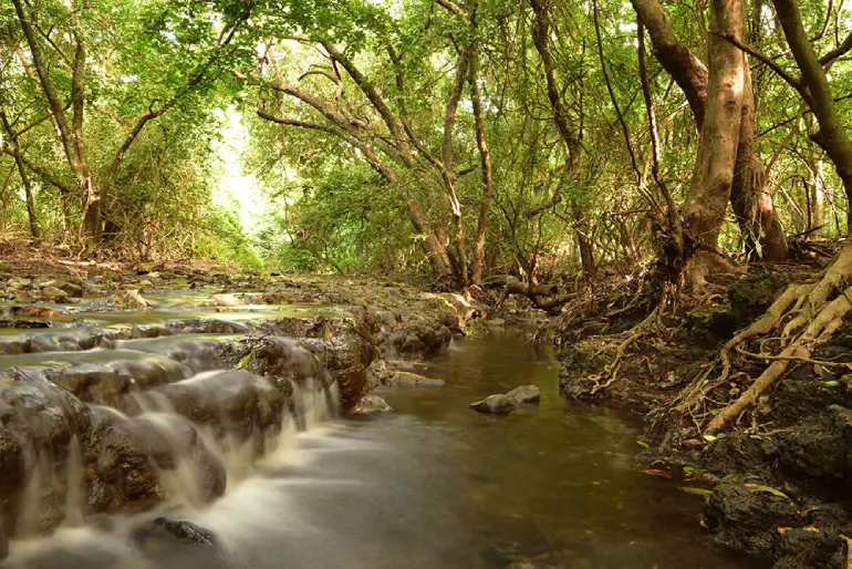 پارک ملی جنگل گیر، هند