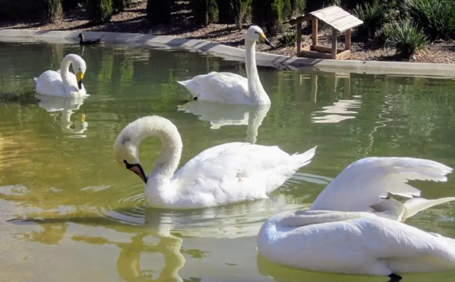 باغ پرندگان تهران