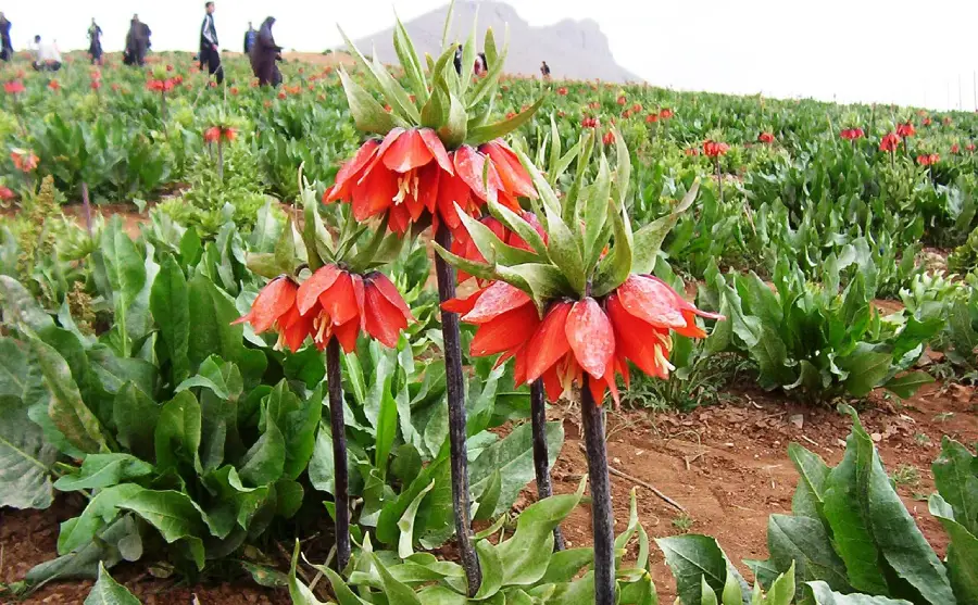 بهترین جاهای دیدنی چهار محال و بختیاری؛ بام سرسبز ایران 21 دشت لالههای واژگون