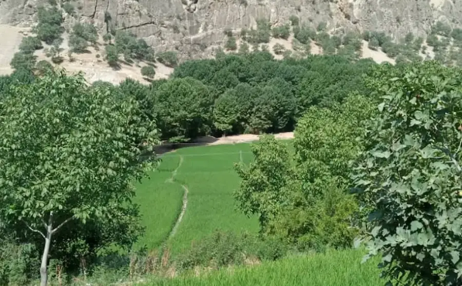 بهترین جاهای دیدنی چهار محال و بختیاری؛ بام سرسبز ایران 81 پارک جنگلی پروز