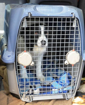 حمل حیوان خانگی با هواپیما