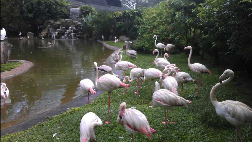 باغ پرنده ها مالزی