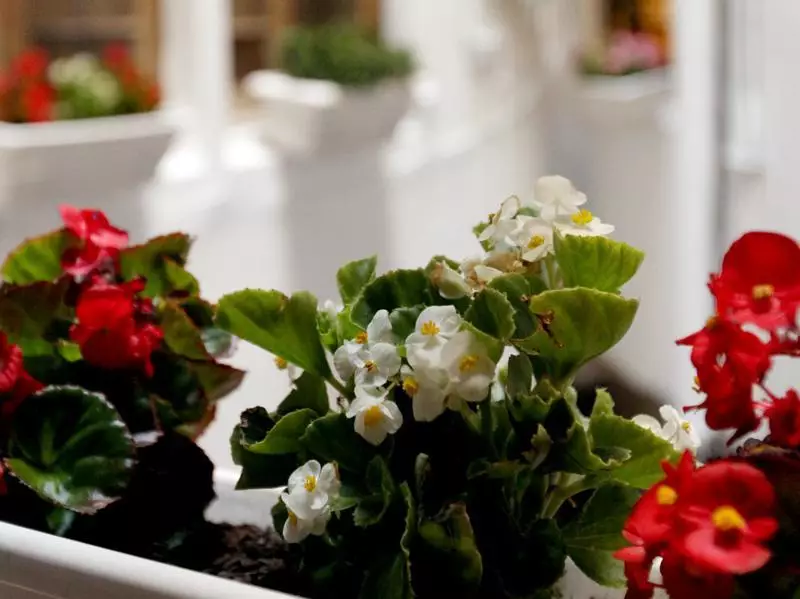 هتل Primavera Hostel بارسلونا