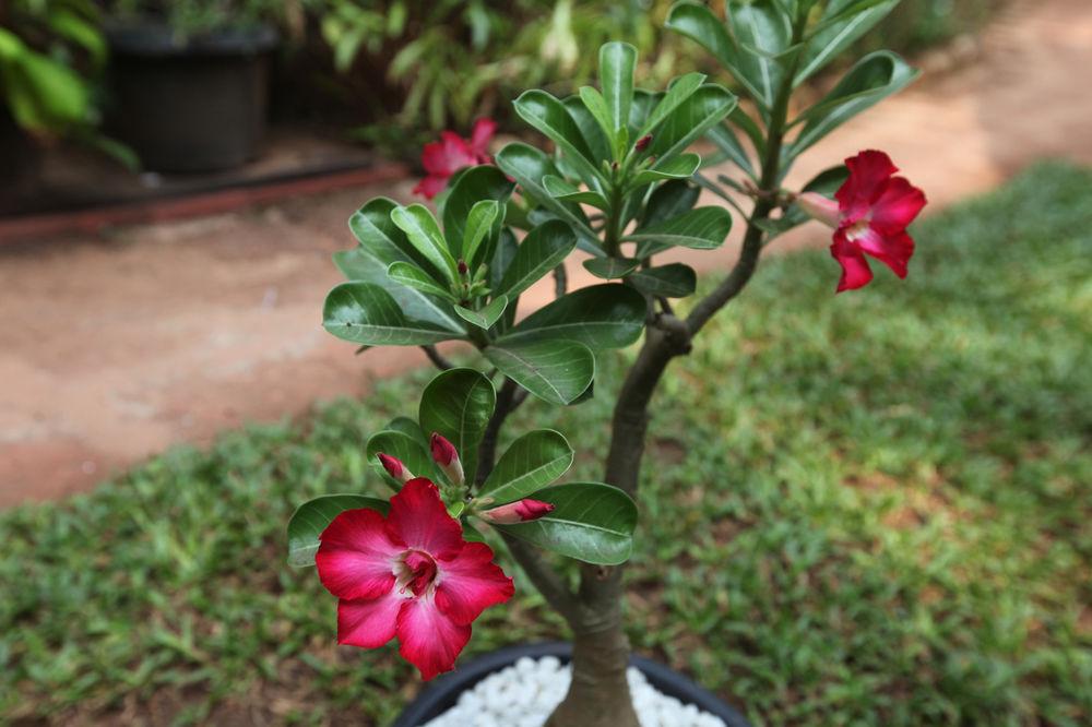 Alibaba https://cdn.alibaba.ir/ostorage/hotel/images/4337A8B0/6BC88CD5800CB629ADD8A9DFA68413BF.jpg