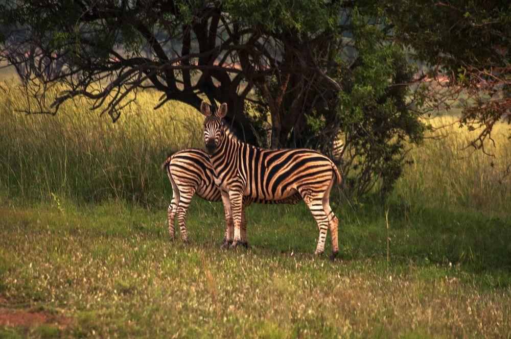 هتل Kedar Heritage Lodge روستنبورگ