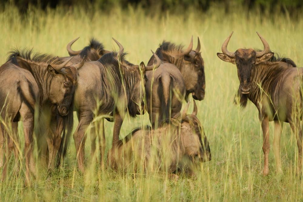 هتل Kedar Heritage Lodge روستنبورگ